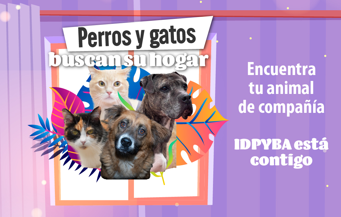 Ya está habilitado el portal “Perros y gatos buscan su hogar” para apoyar la búsqueda de animales perdidos en Bogotá